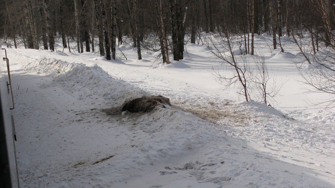Remains from a moose