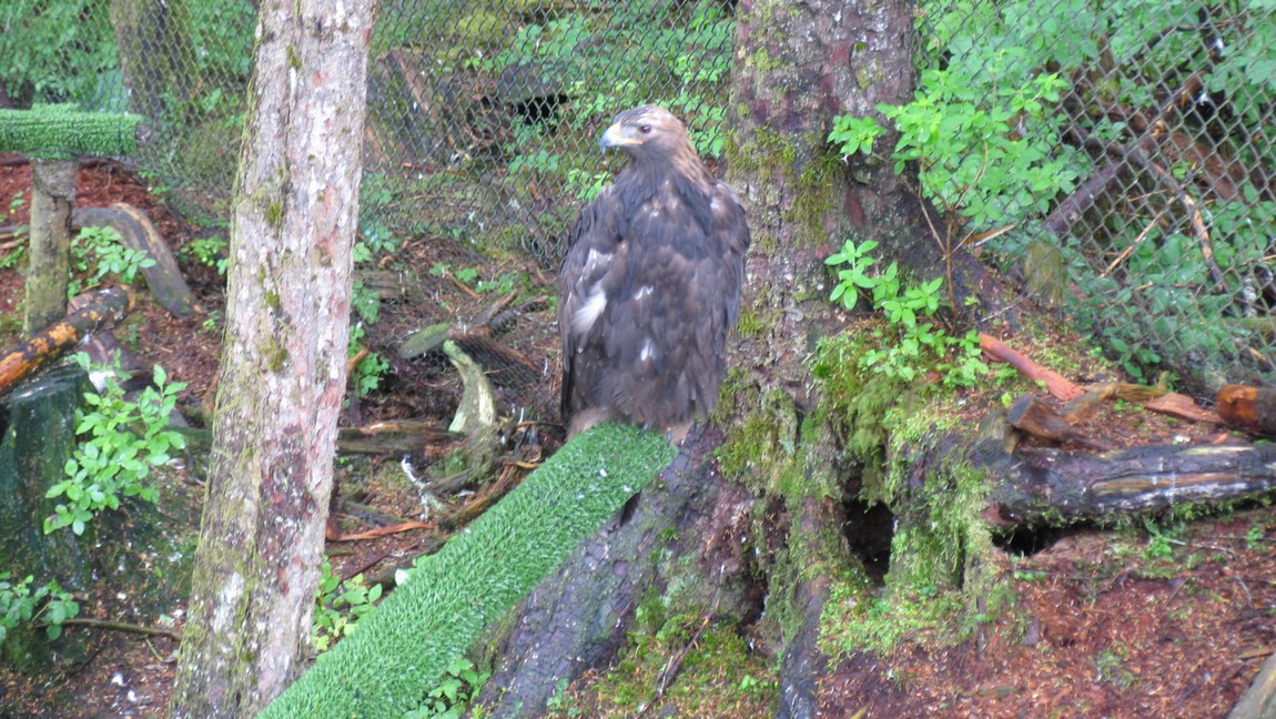 Immature Bald Eagle