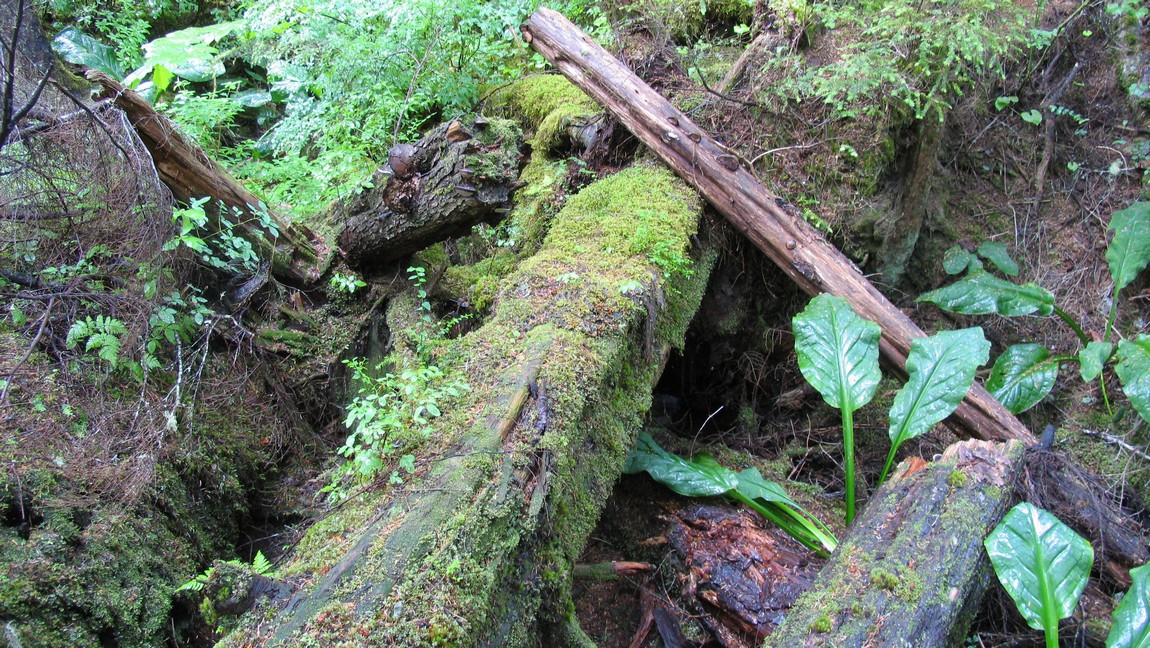 Walking trail