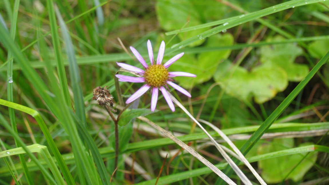 Flower on the Rainbow Falls trail