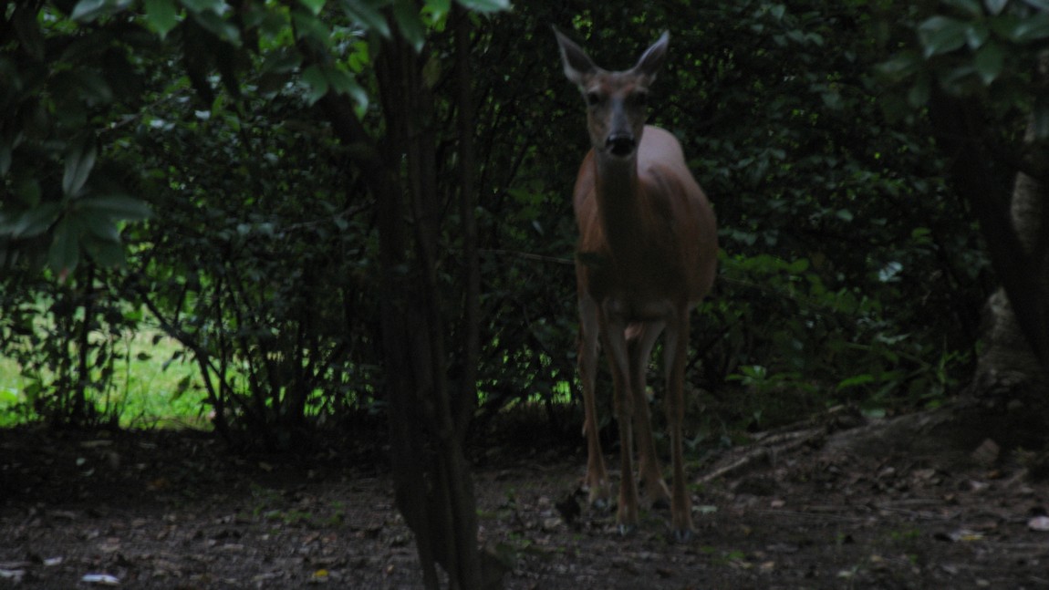 Deer on the grounds