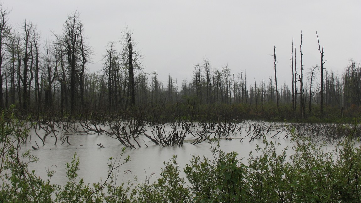 Wetlands near the Childs Glacier