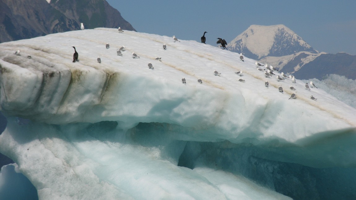 Iceberg covered with birds