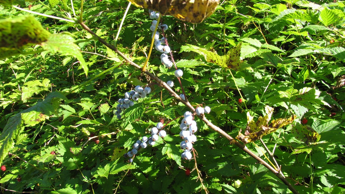 Blueberries and raspberries