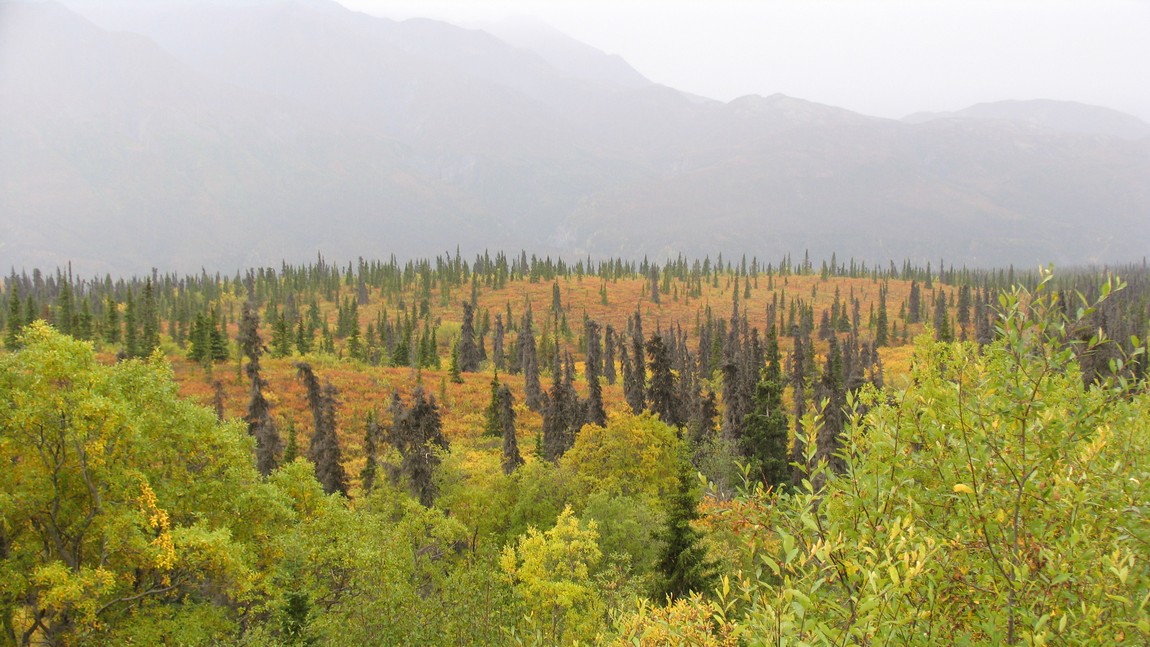 Fall colors west of Eureka