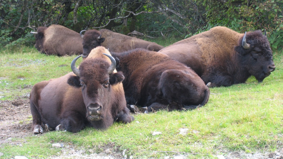 Buffalo