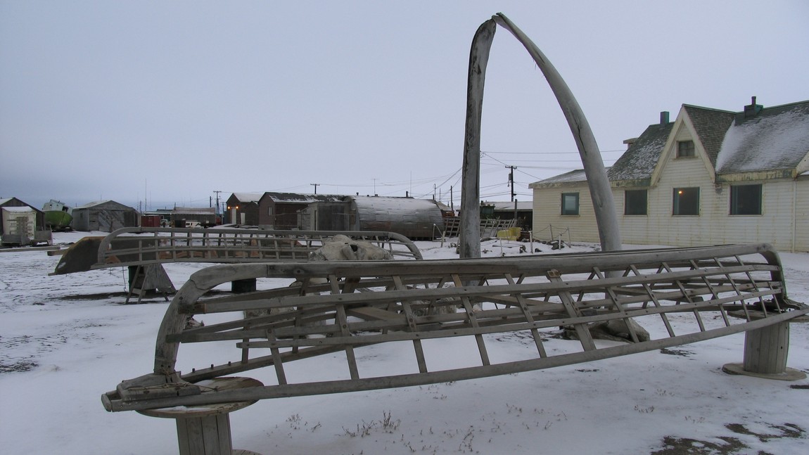 Whale bone display