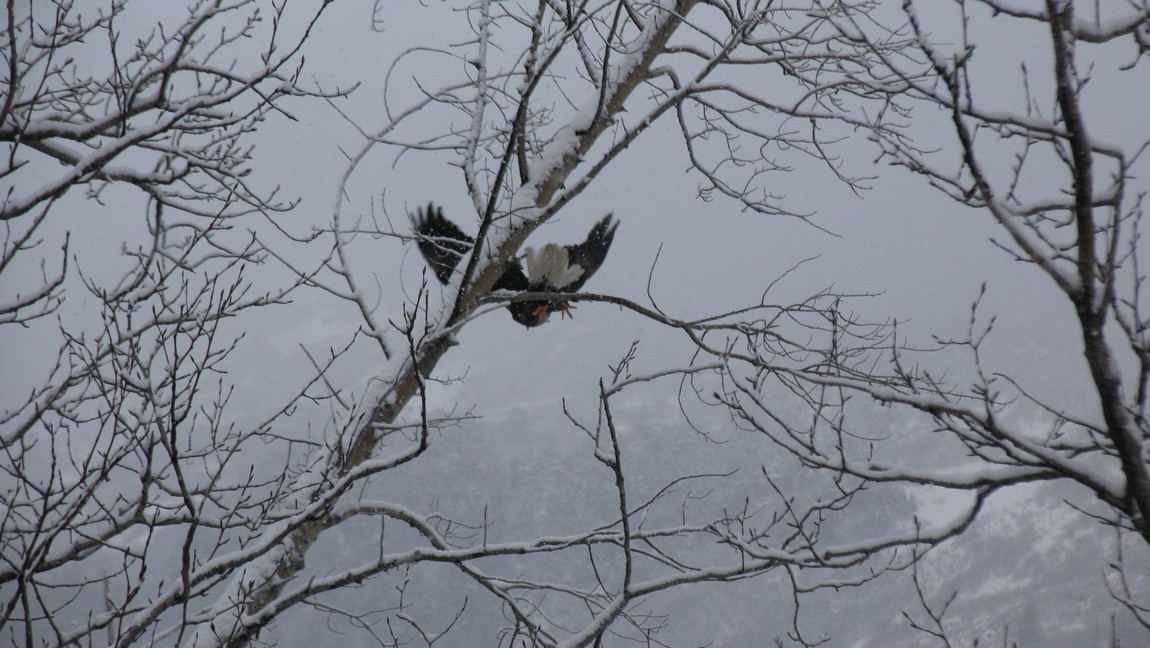 Bald eagle