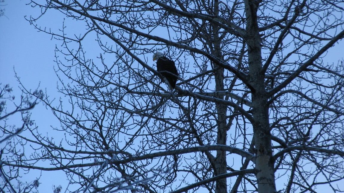 Bald Eagle in a tree