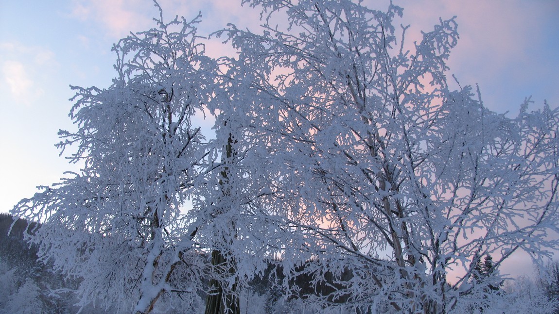 Frosty trees