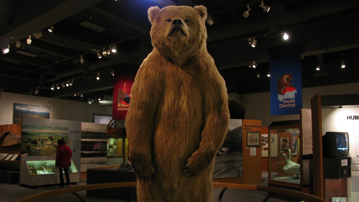 Kodiak Brown Bear