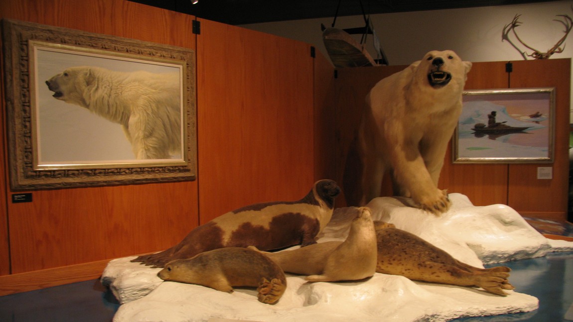 Polar bear with seals