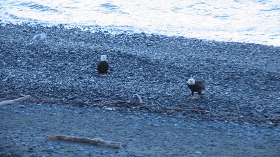 Bald Eagles on the shore