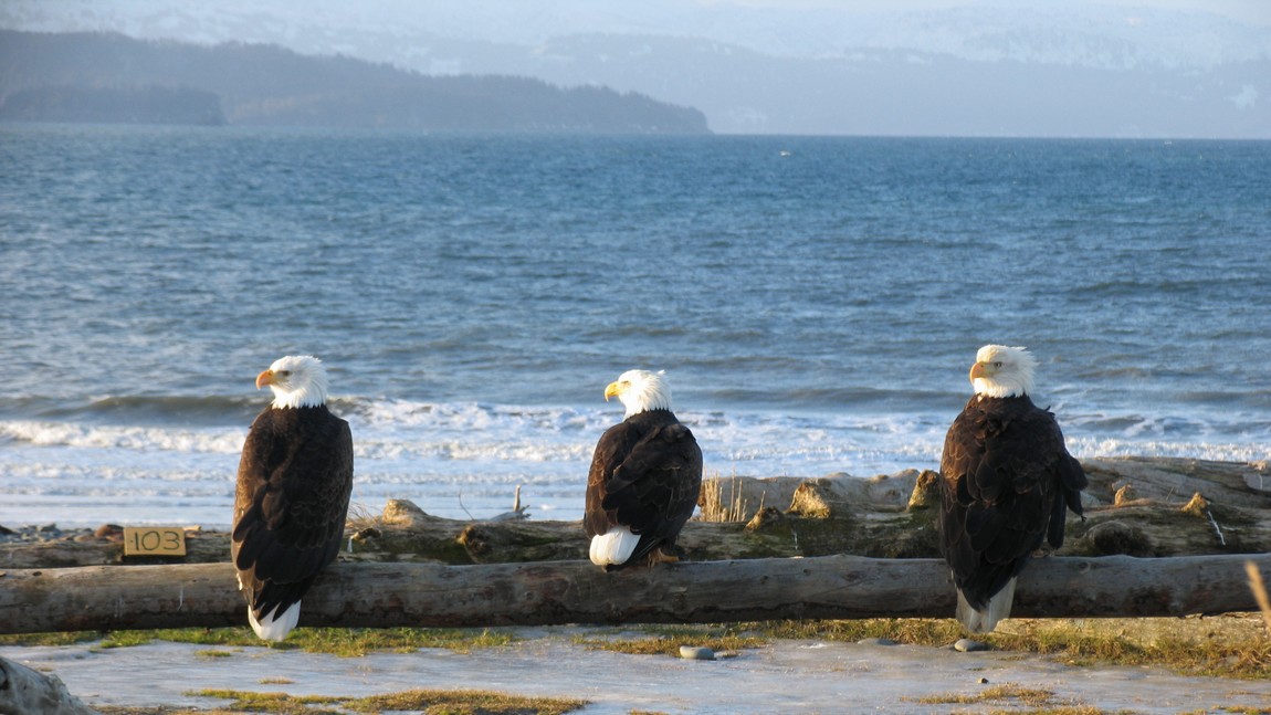 Bald Eagles waiting