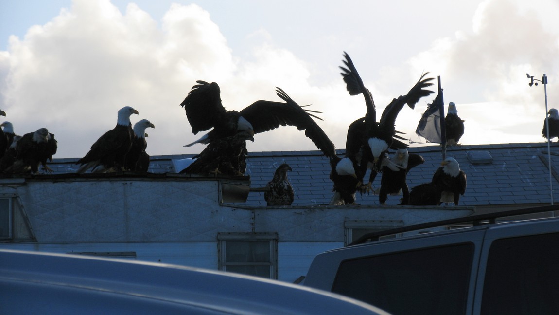 Bald Eagles arriving
