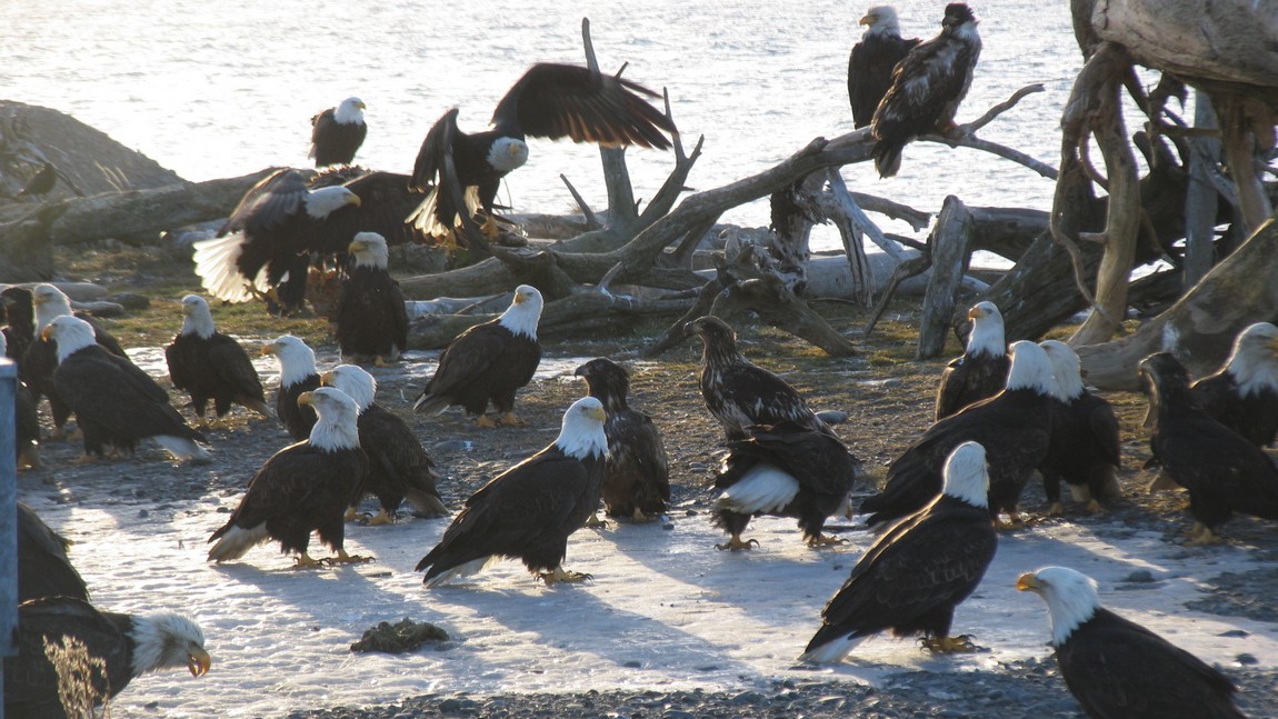 Bald Eagles waiting
