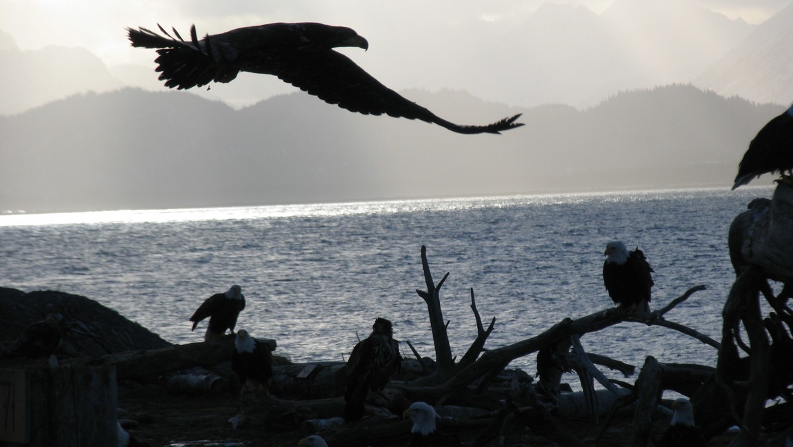 Bald Eagle flying nearby