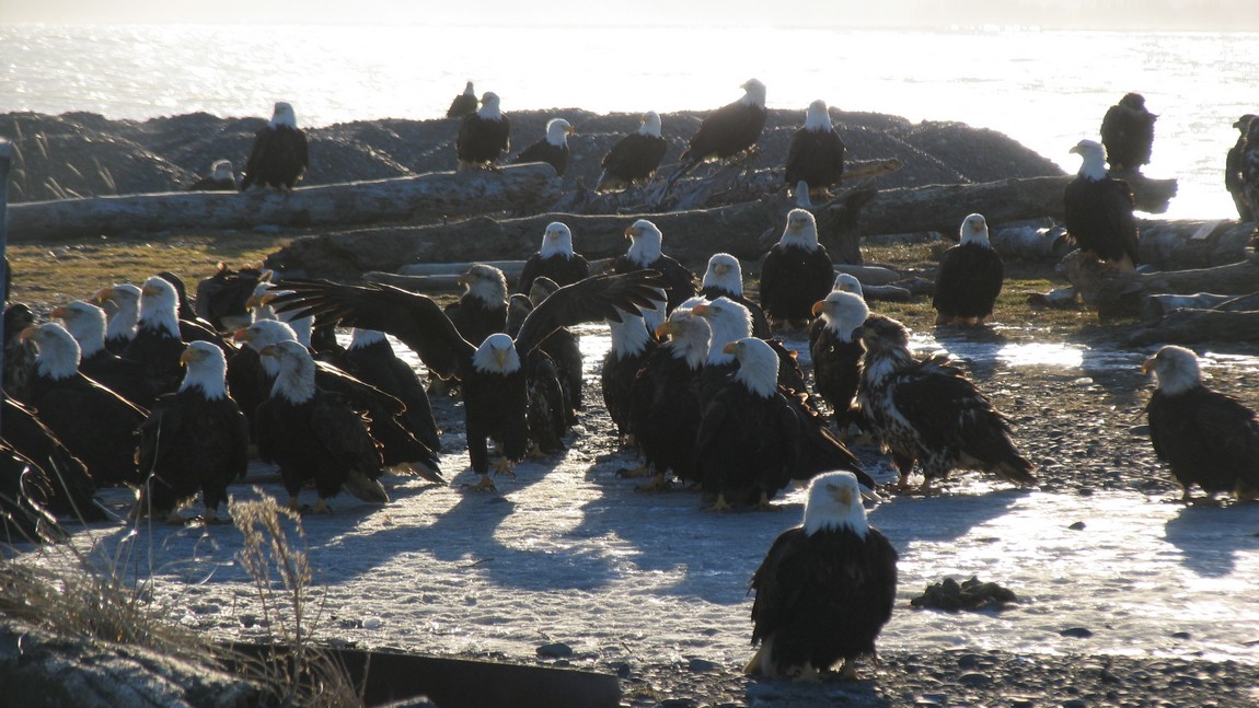 Waiting for feeding time