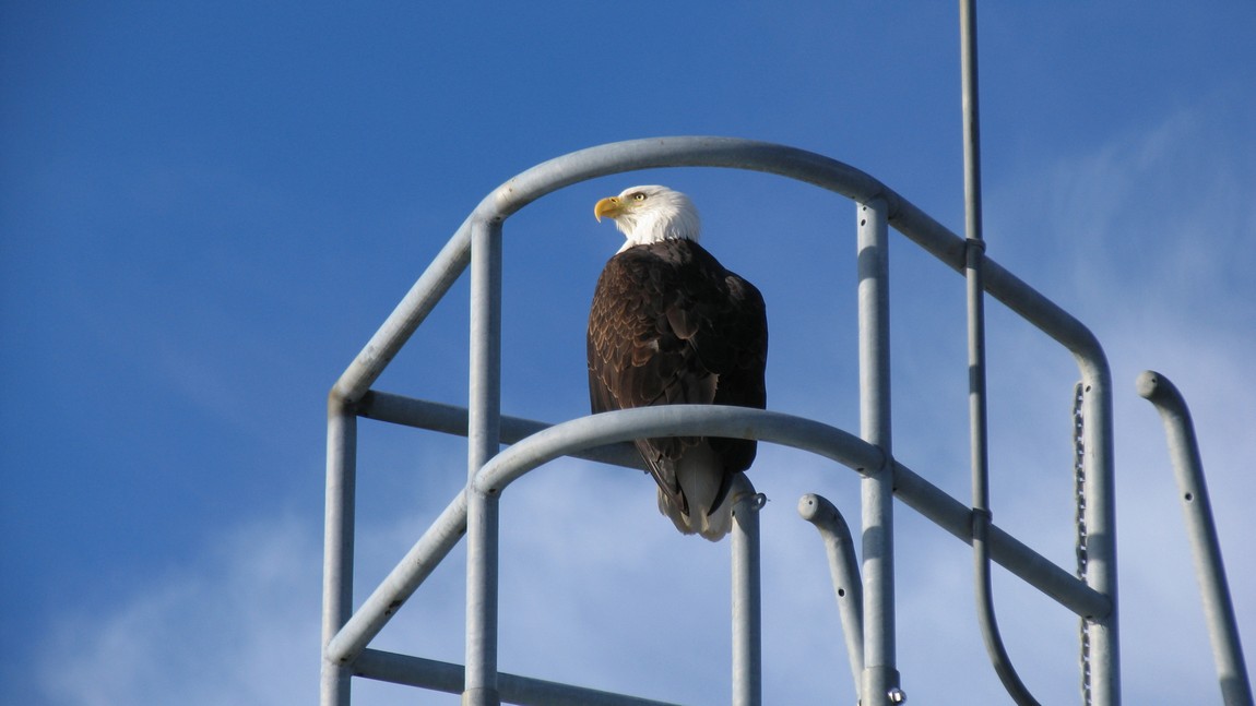 Bald Eagle on a piling