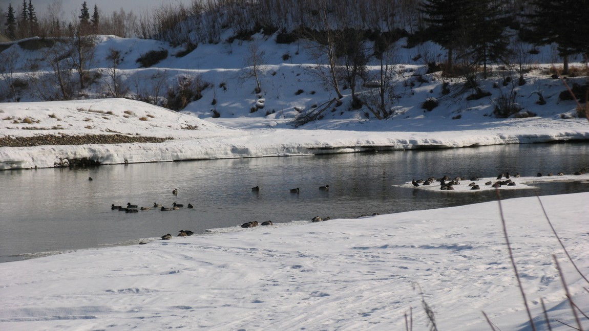Ducks filled with antifreeze
