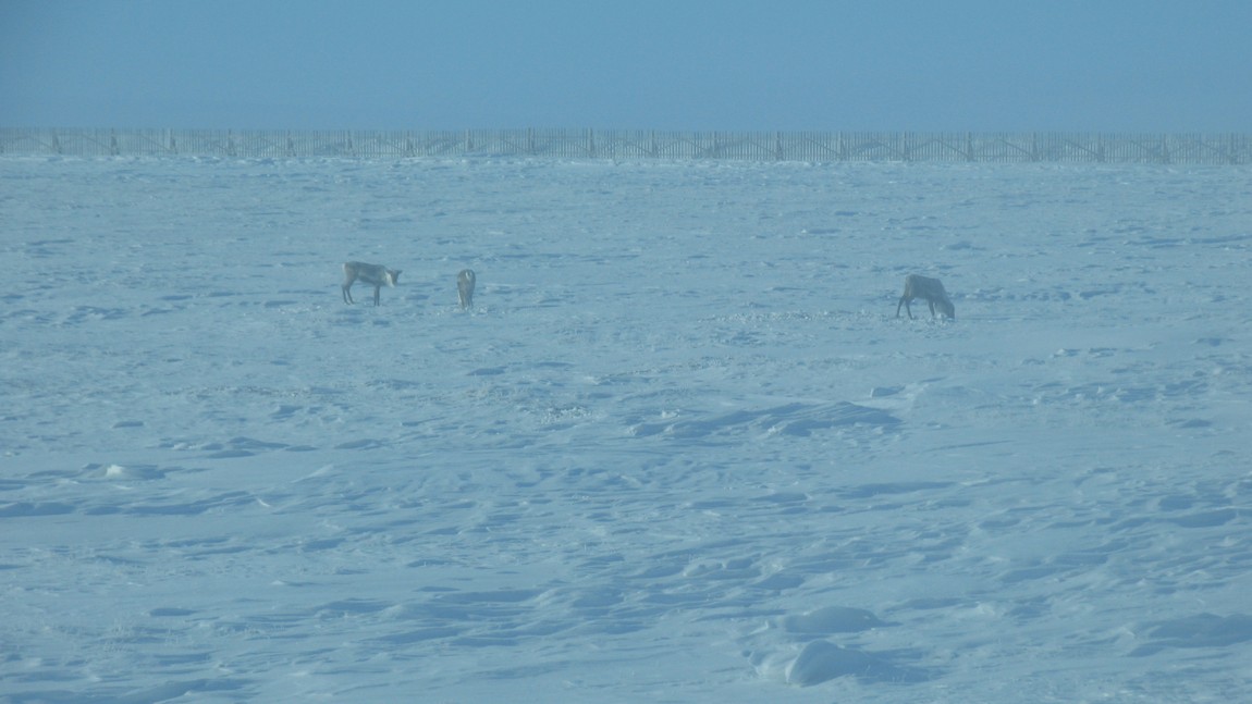 Caribou