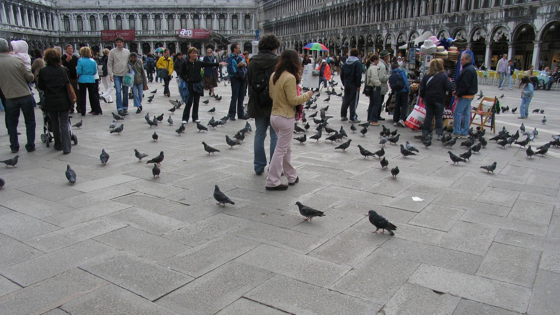 Abundant pigeons