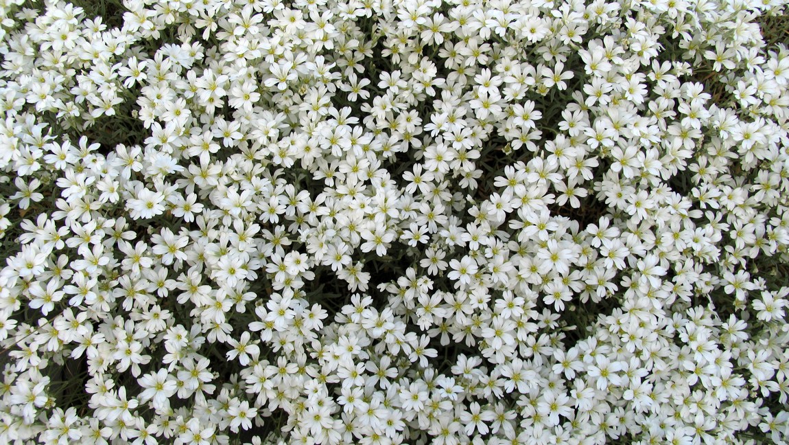 Abundant spring flowers