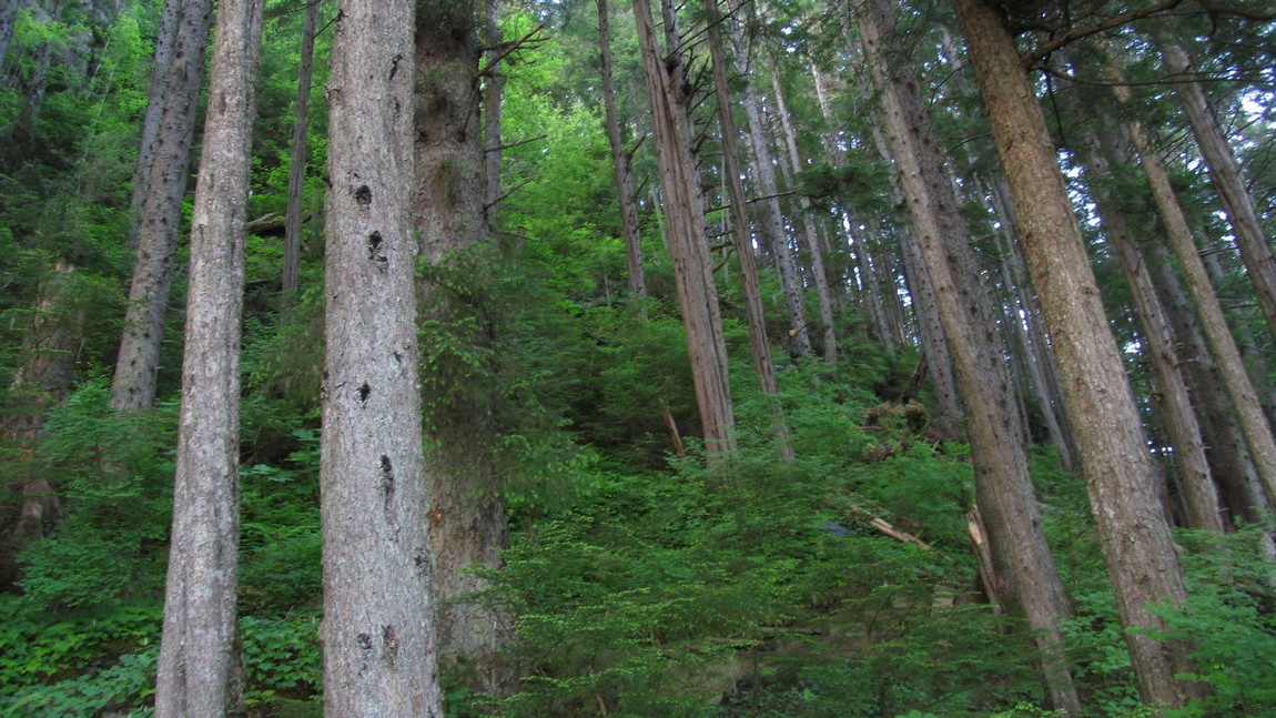 Mount Dewey Trail