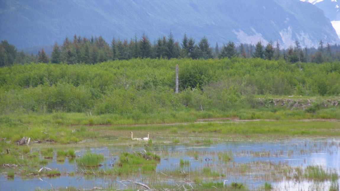 Swans near the Sheridan Glacier
