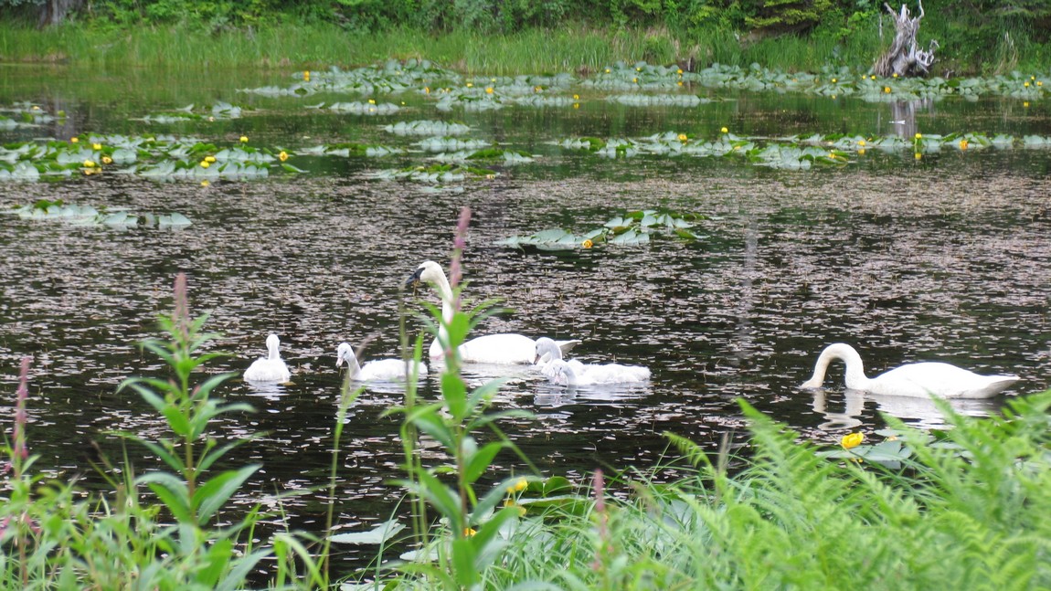 Swans near the Sheridan Glacier