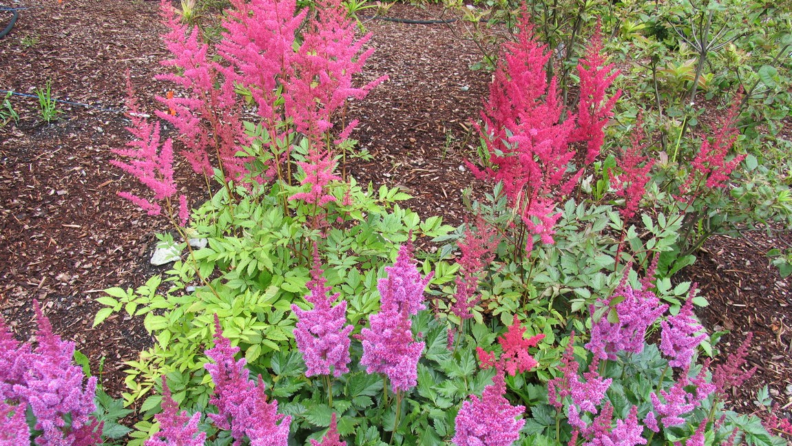 Colorful flower patch