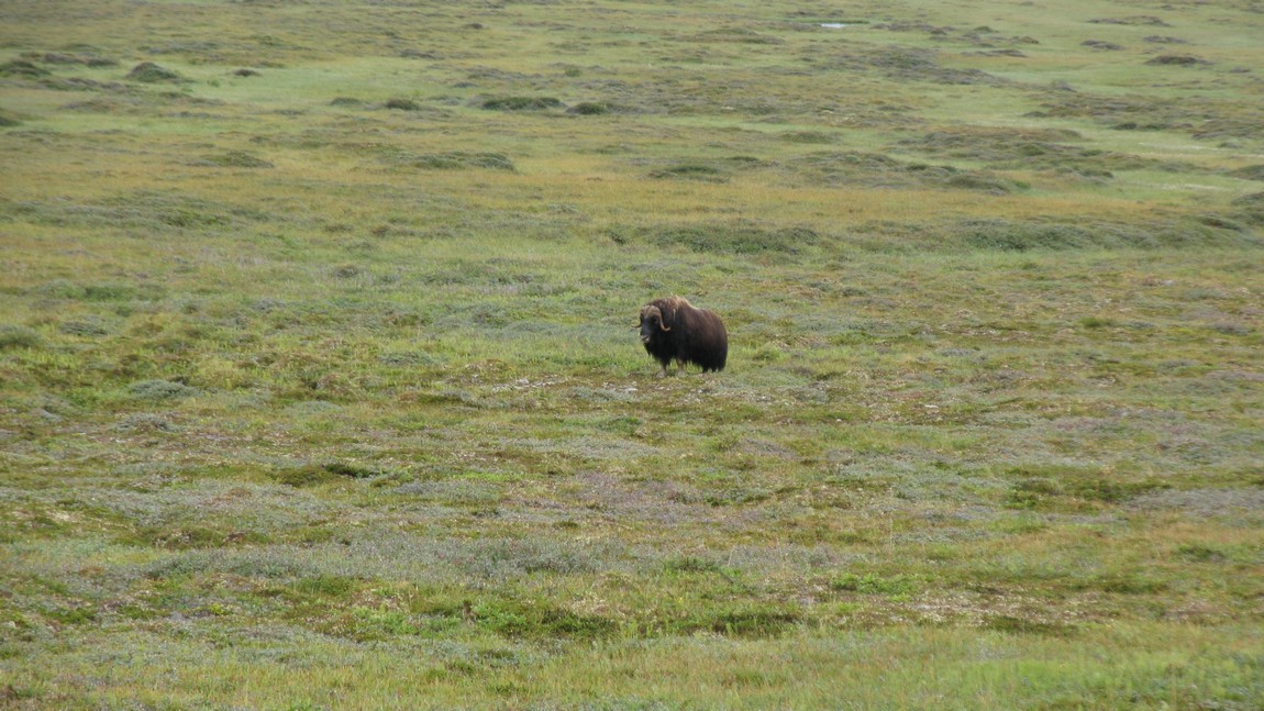 Passing a Musk Ox