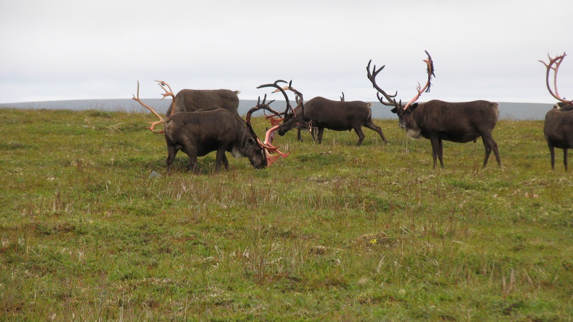 Caribou herd
