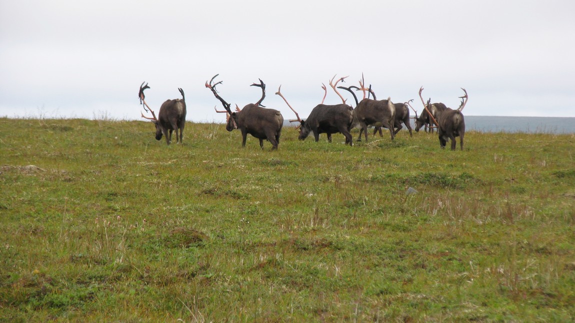 Caribou herd