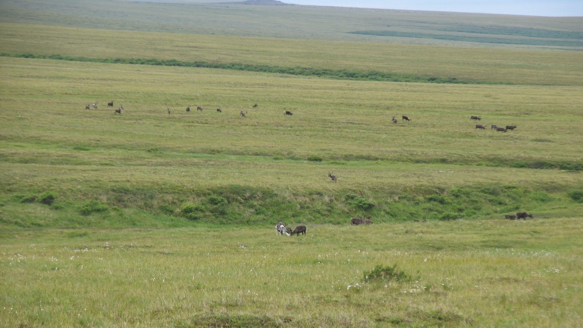 Caribou herd