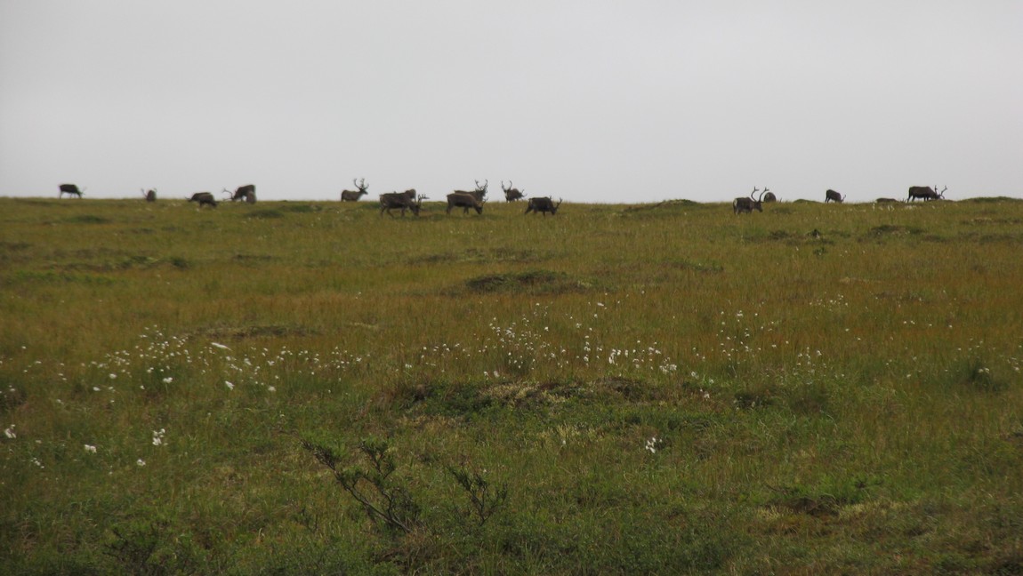 Caribou