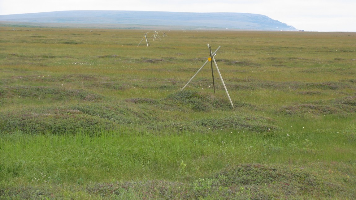 Iditarod trail markers
