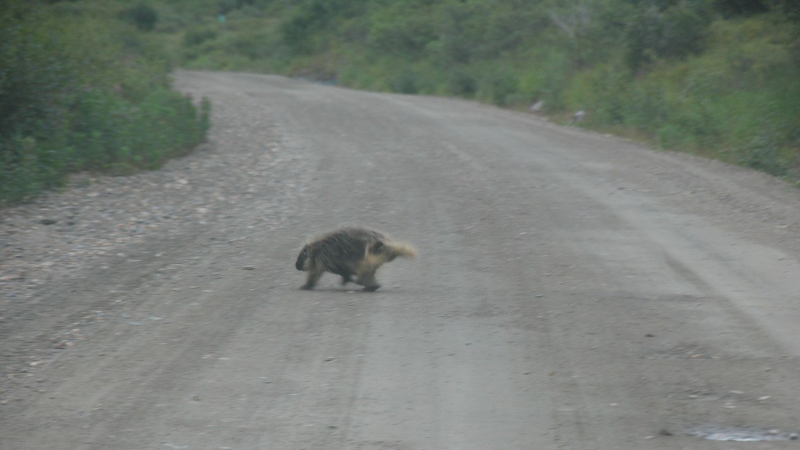 Porcupine crossing the road