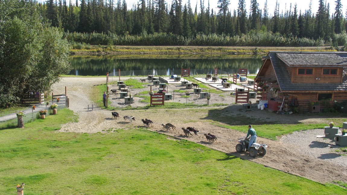 Sled dog demonstration