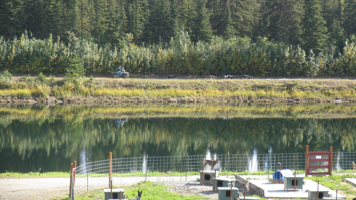 Sled dog demonstration