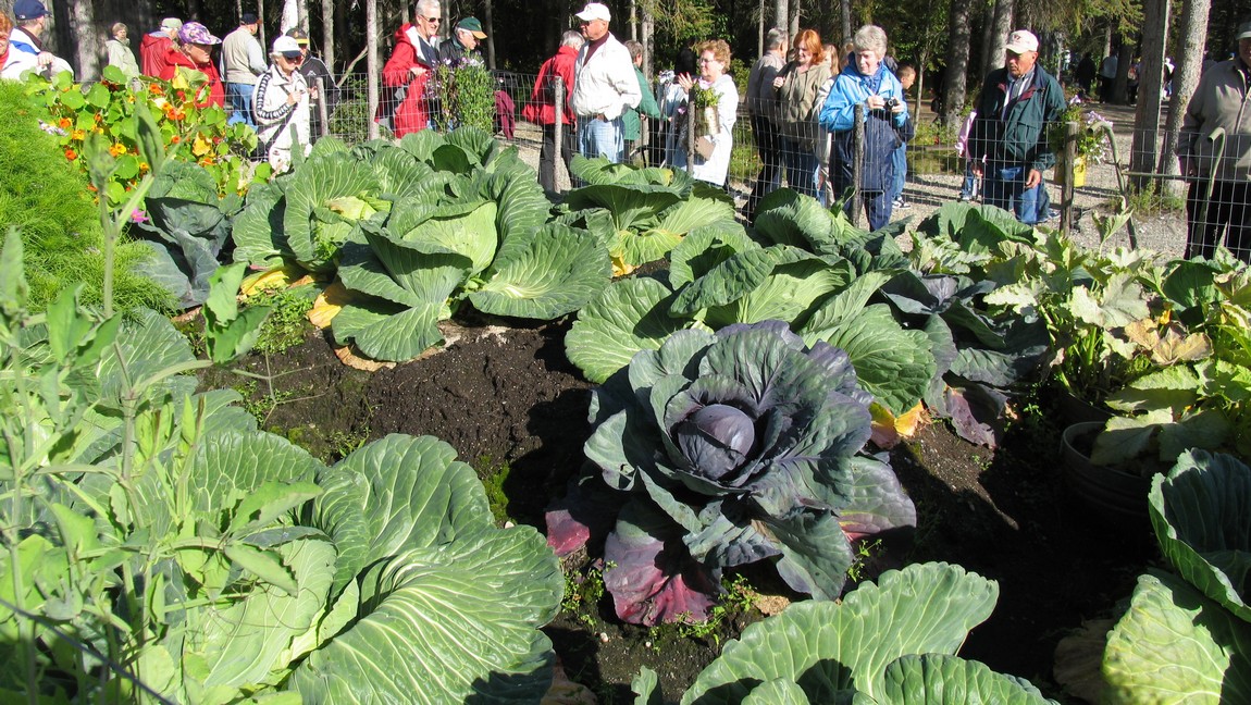 Large vegetables
