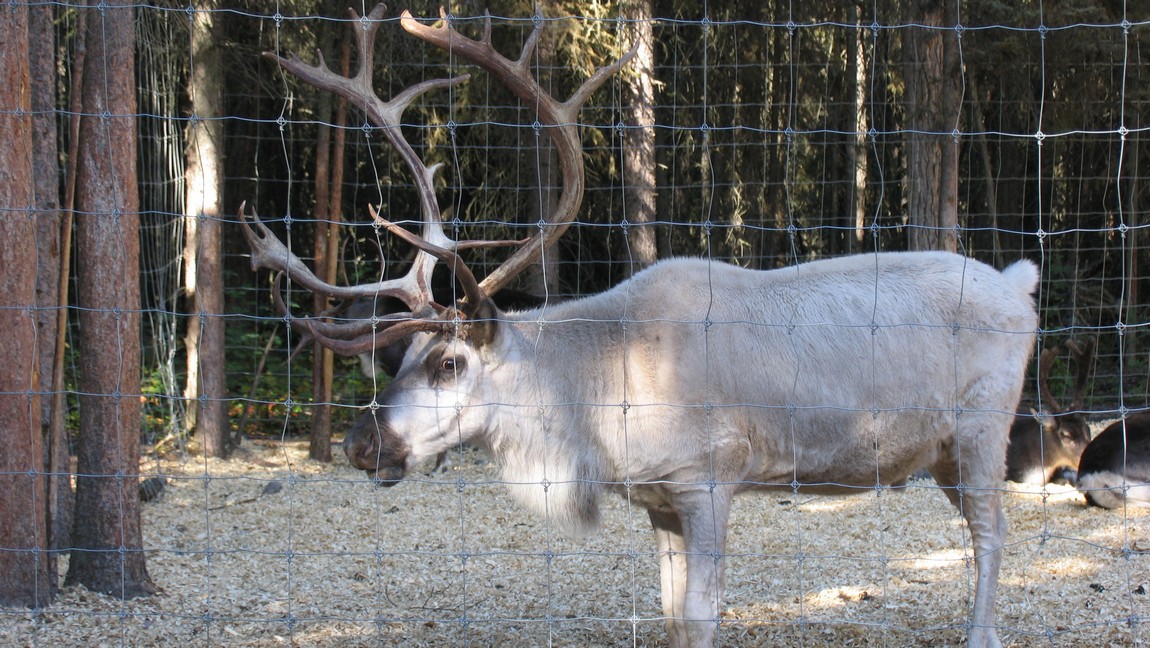 Reindeer at Chena Indian Village
