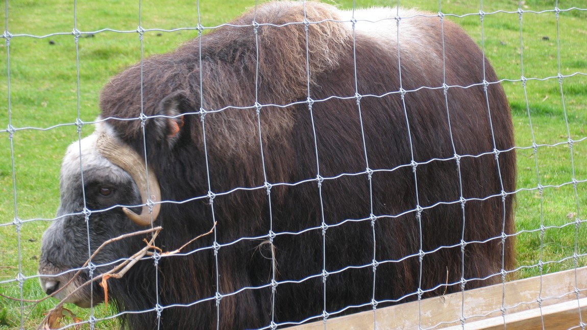 Muskox