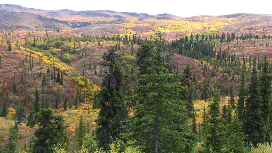Denali National Park
