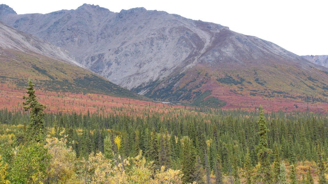 Fall colors in Denali National Park