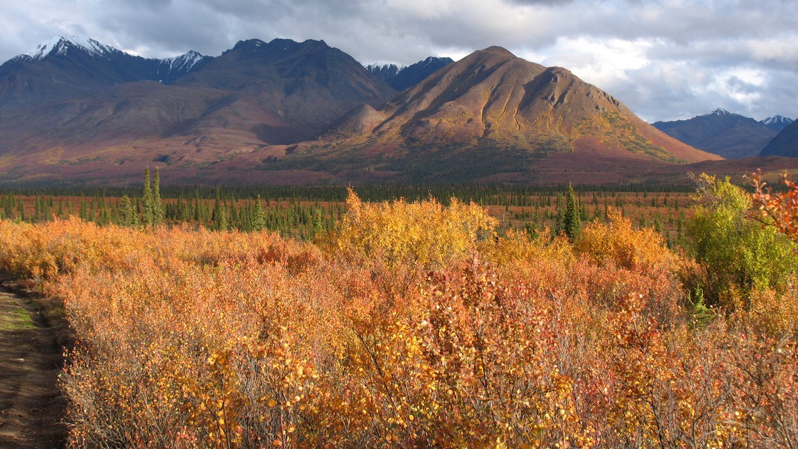 Fall colors in Broad Pass
