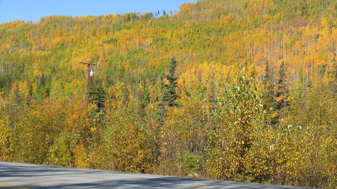 Fall colors along the Glenn Highway