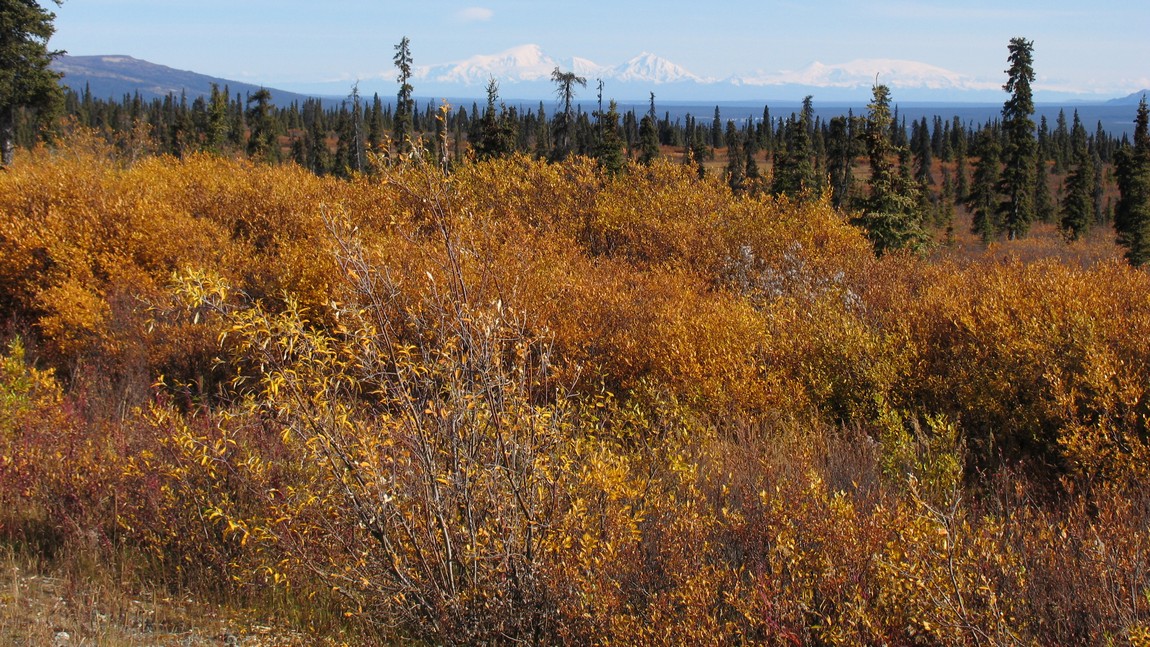 Mount Sanford Drumm and Wrangell