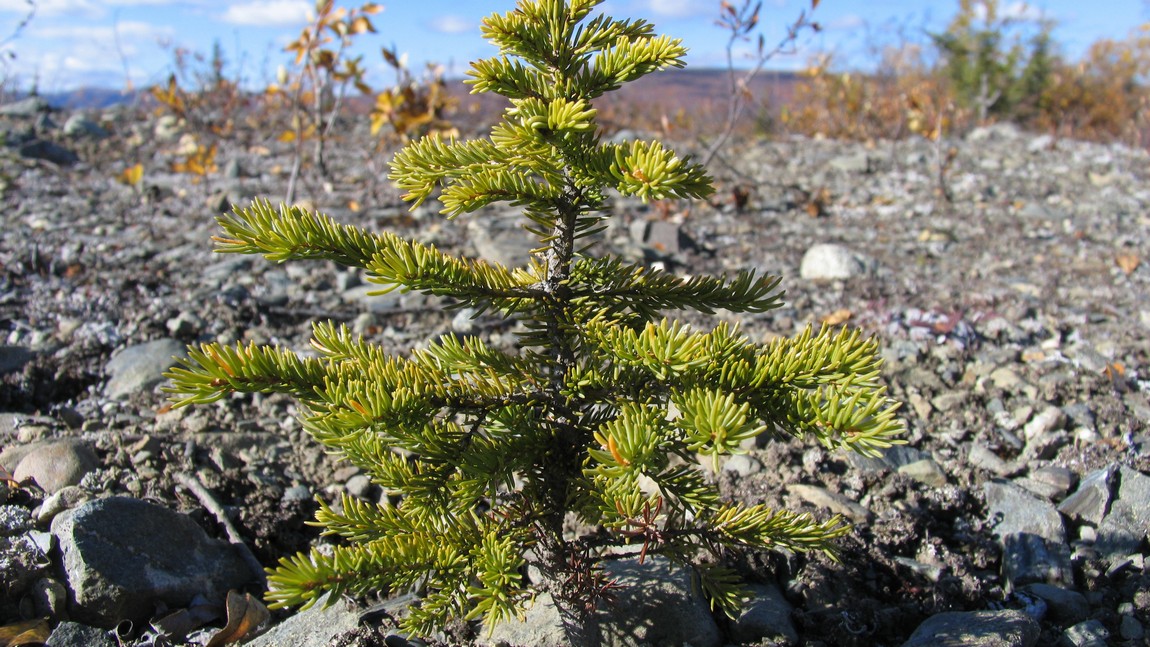 Eight inch tall tree