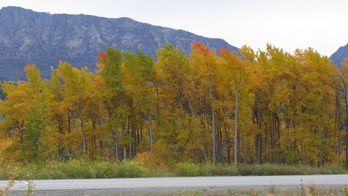 Fall colors east of Chickaloon